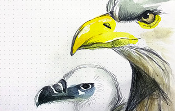 Raubvögel